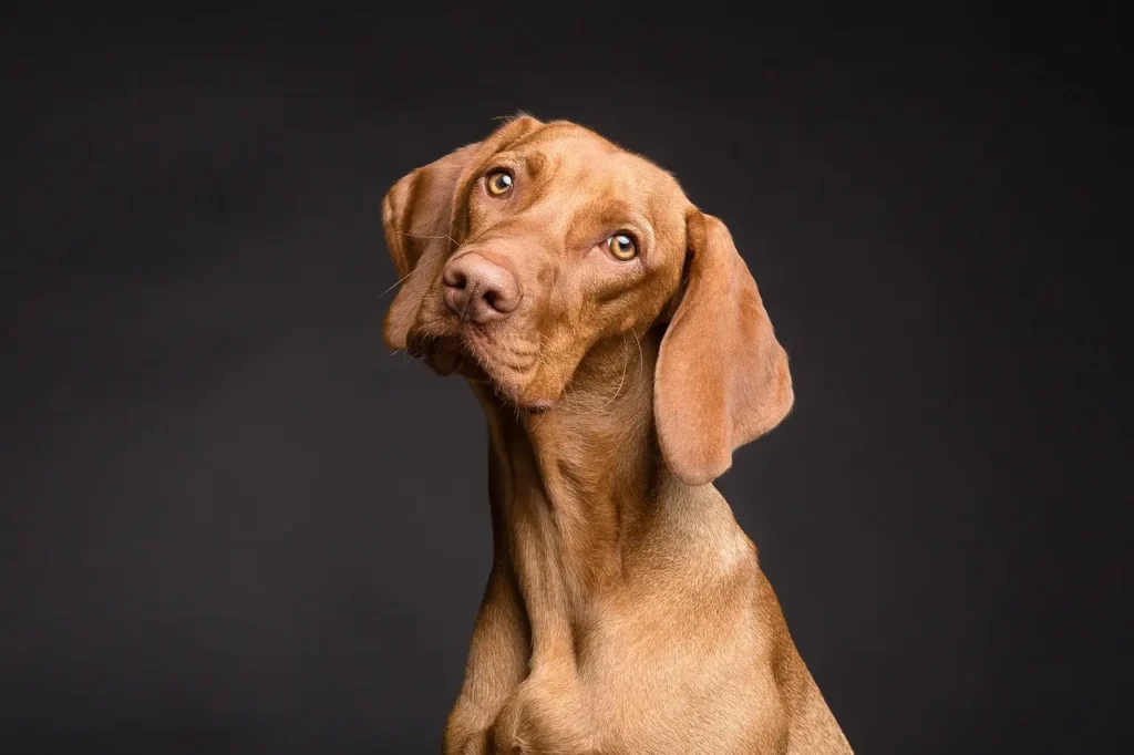 sesión de fotos con perros